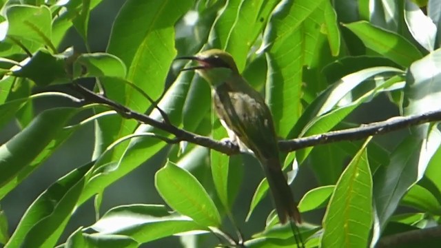 Asian Green Bee-eater - ML228958831
