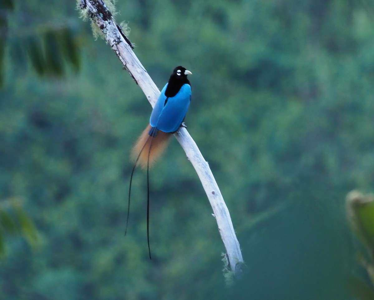 Blue Bird-of-Paradise - ML228959121