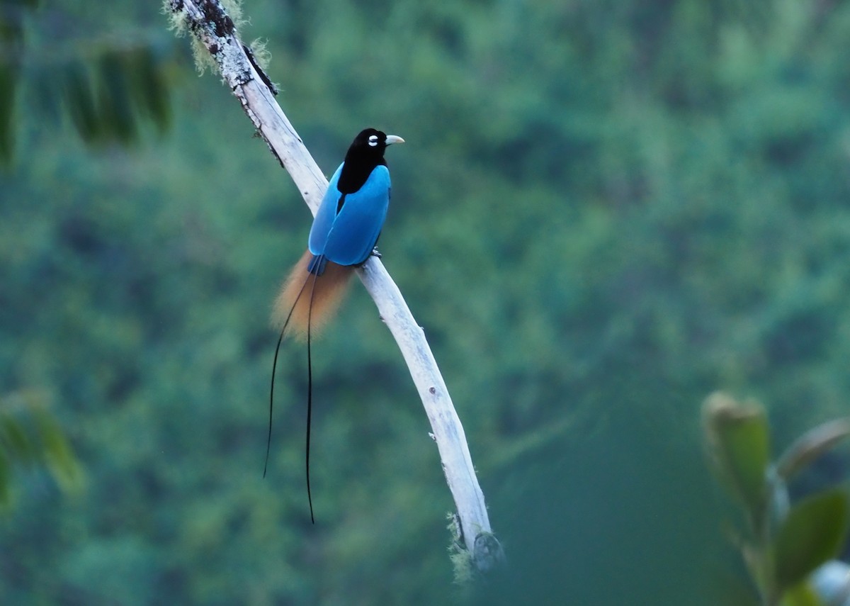 Blue Bird-of-Paradise - ML228959191
