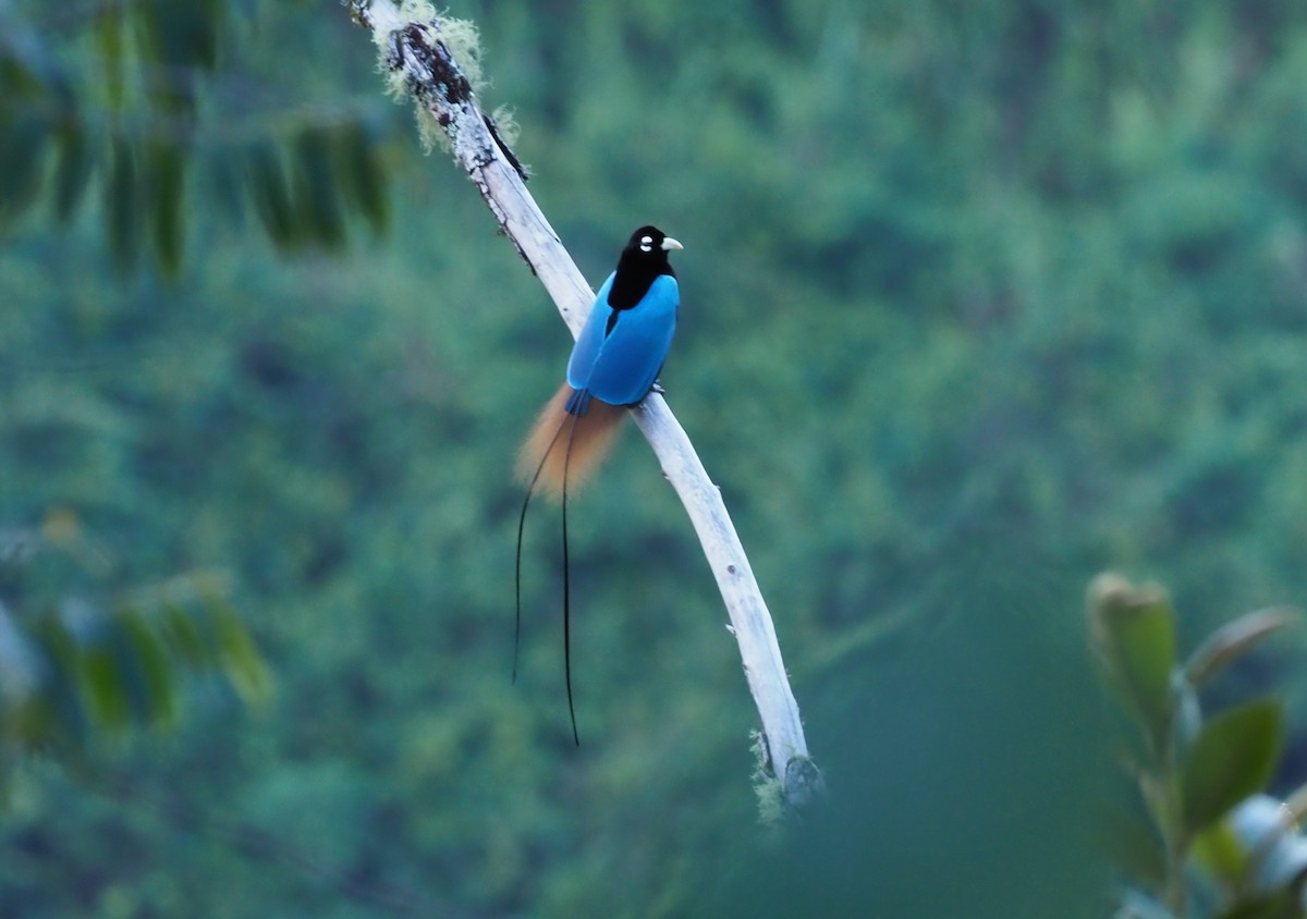 Blue Bird-of-Paradise - ML228959271
