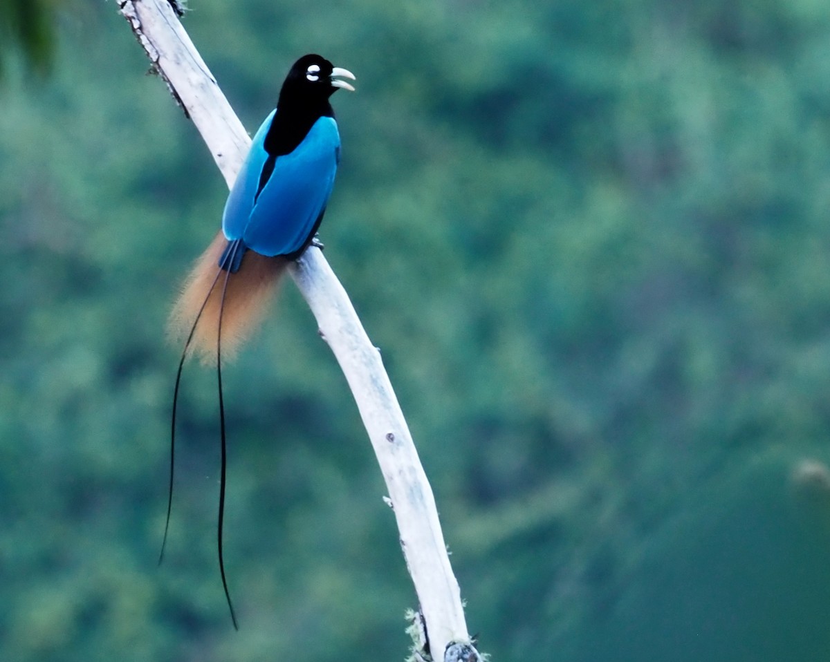 Blue Bird-of-Paradise - ML228959711