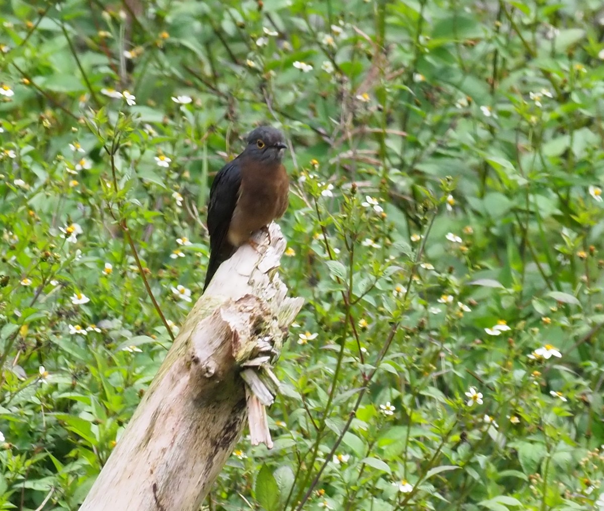 Fan-tailed Cuckoo - ML228959891