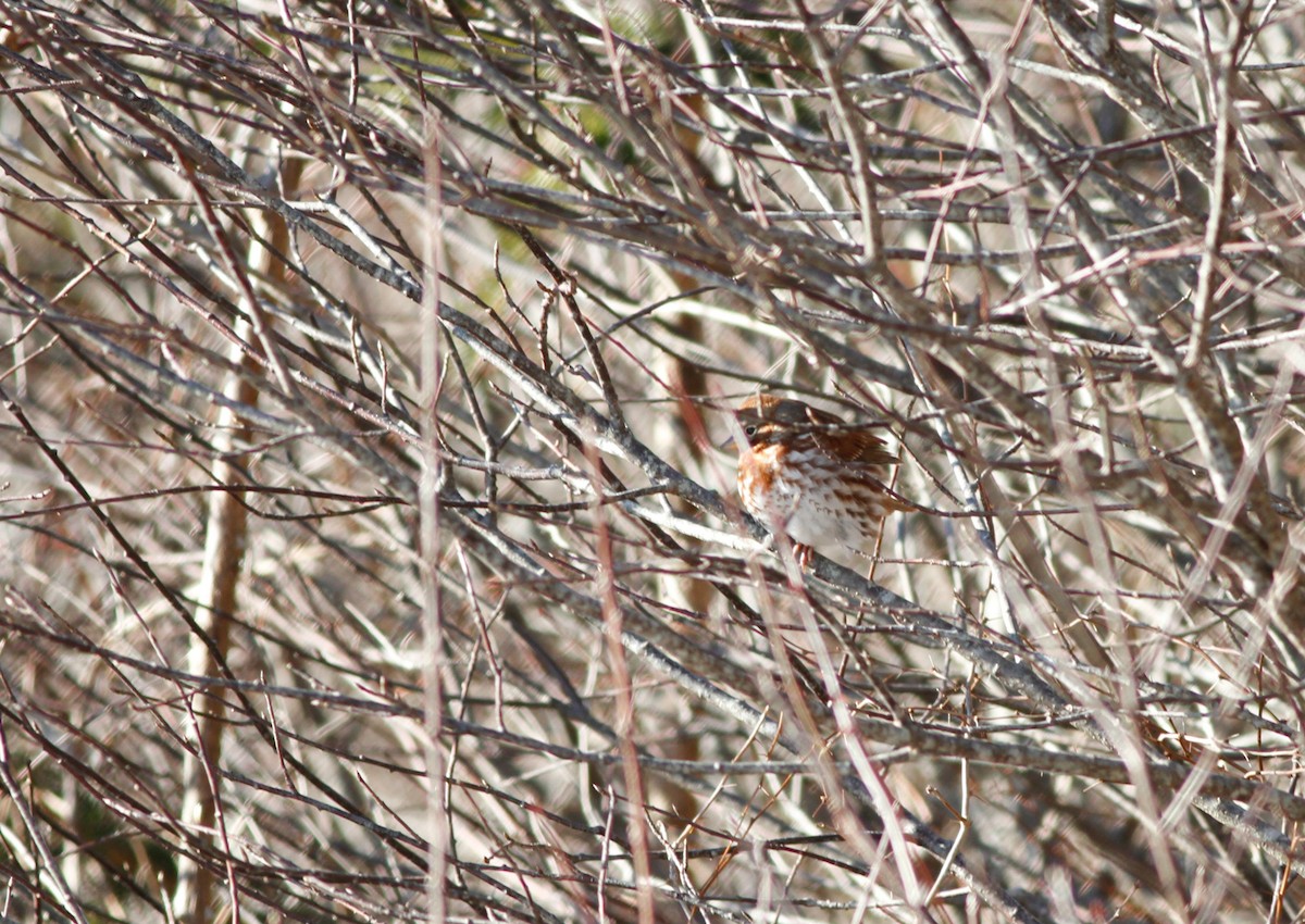Fox Sparrow (Red) - ML22895991