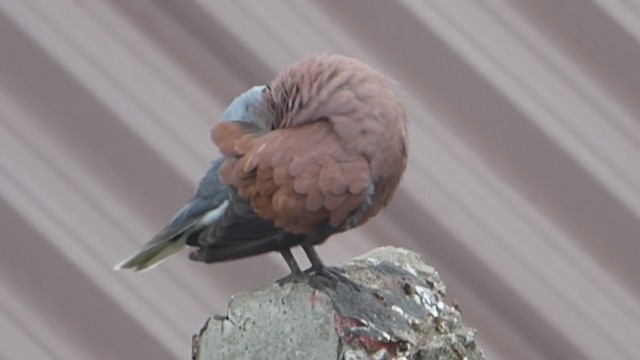 Red Collared-Dove - ML228960871