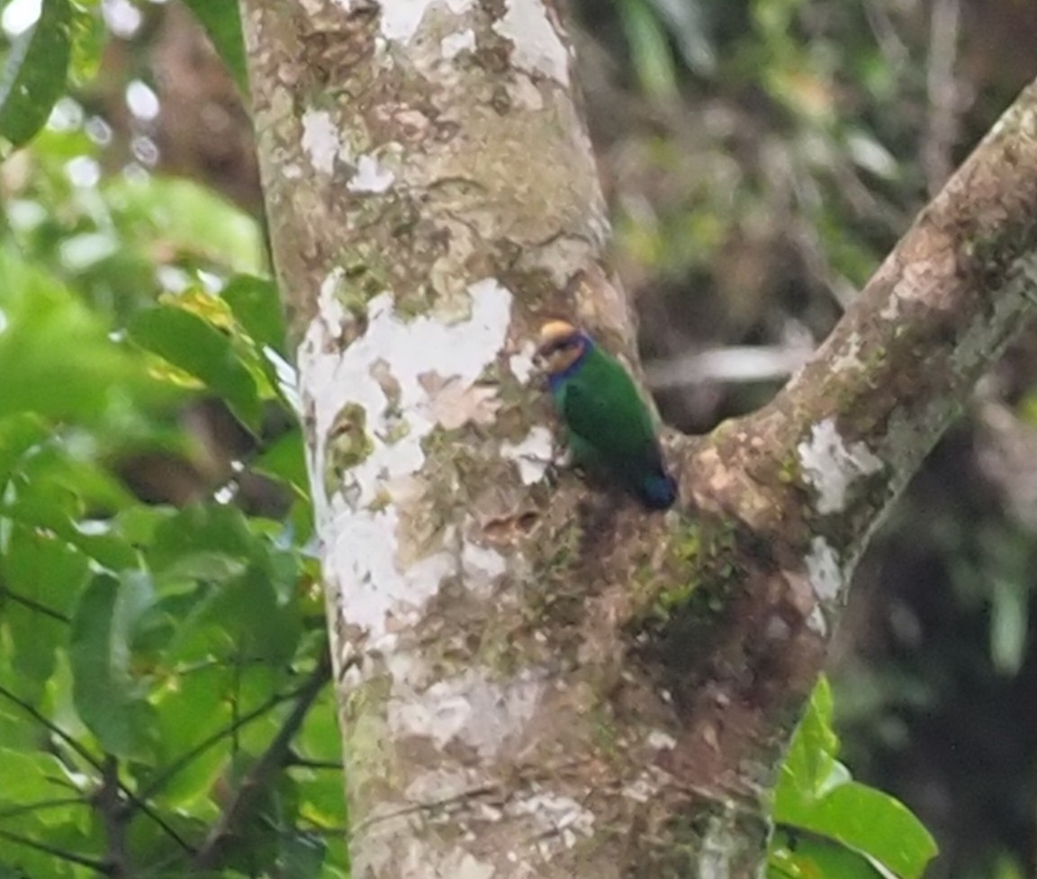 Red-breasted Pygmy-Parrot - Stephan Lorenz