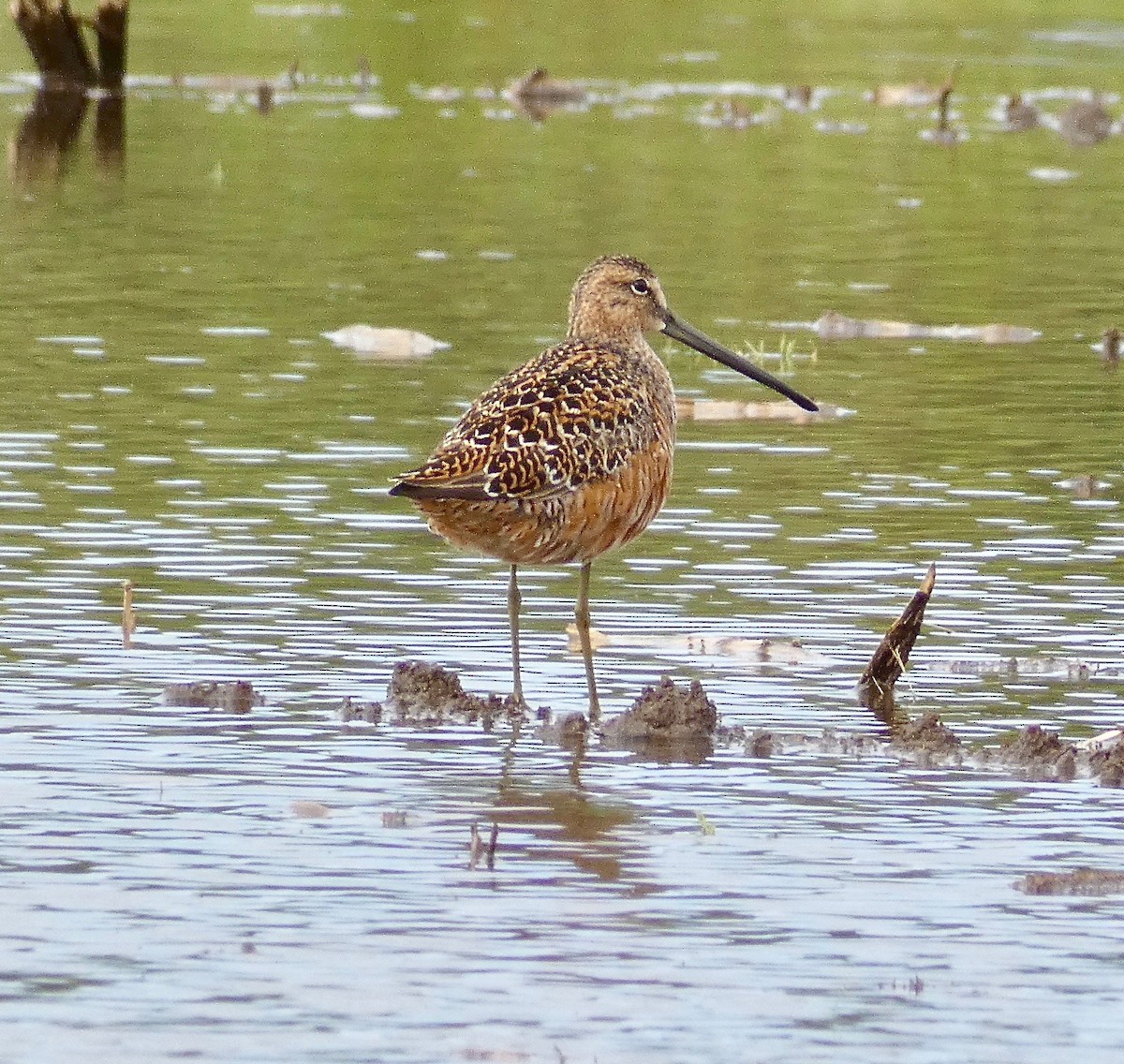 Long-billed Dowitcher - Nathaniel Axtell