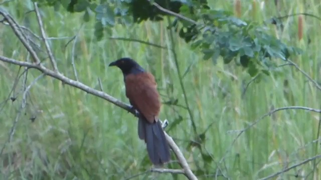 Greater Coucal - ML228962761