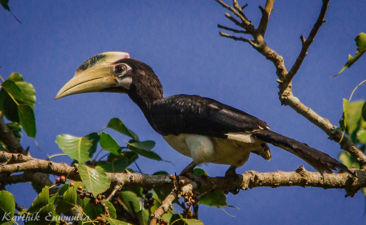Malabar Pied-Hornbill - Karthik Enumulla