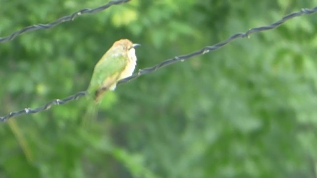Asian Green Bee-eater - ML228963501