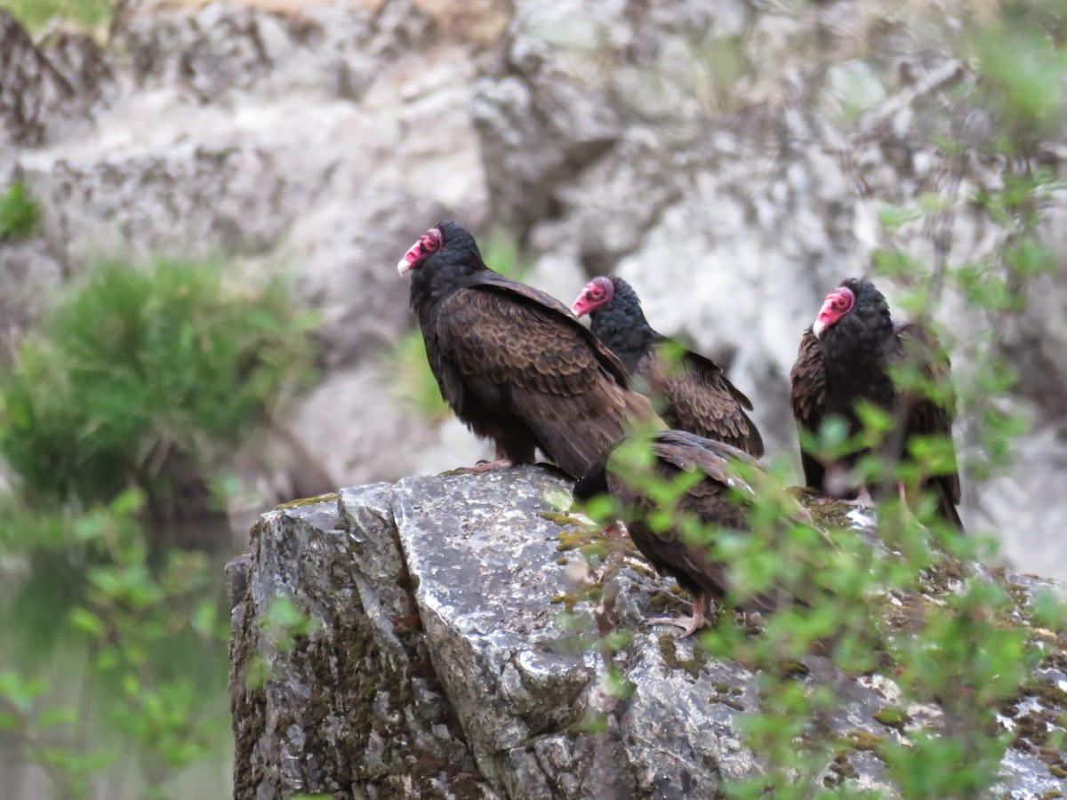 Turkey Vulture - ML228965321