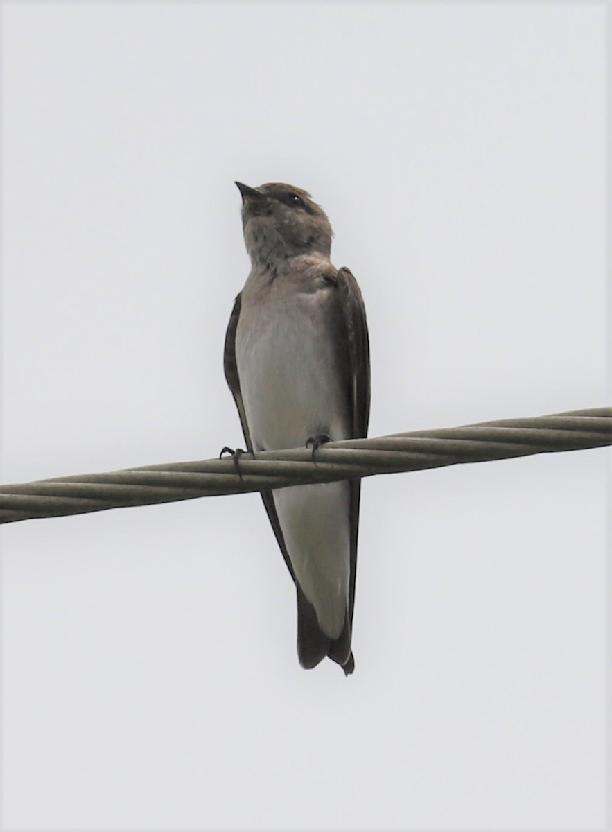 Northern Rough-winged Swallow - Mike Riley