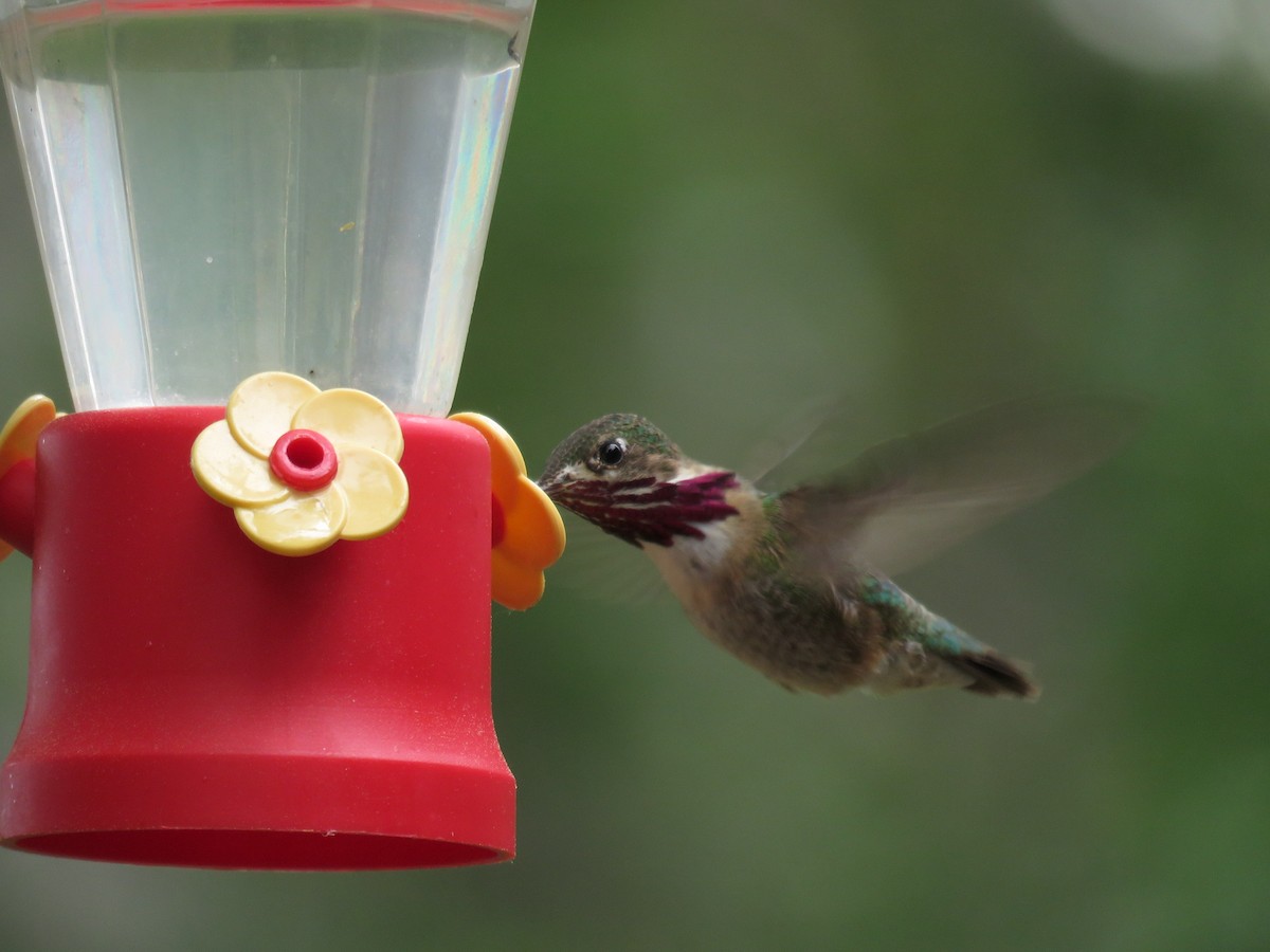 Calliope Hummingbird - Russ Namitz