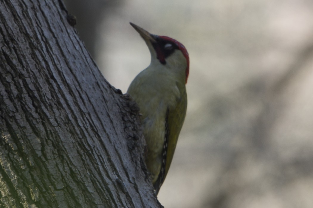 Eurasian Green Woodpecker - Omer Toy