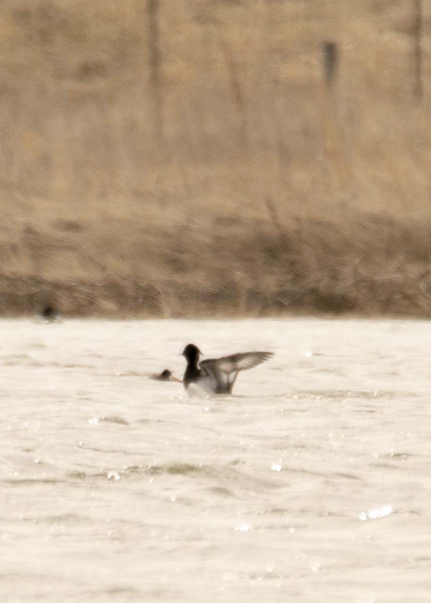 Tufted Duck - ML228984551
