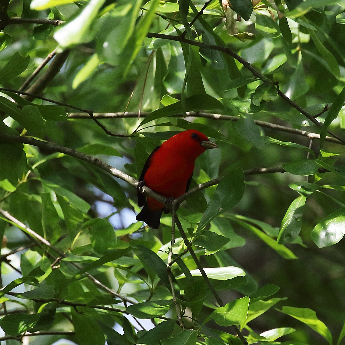 Scarlet Tanager - ML228985461