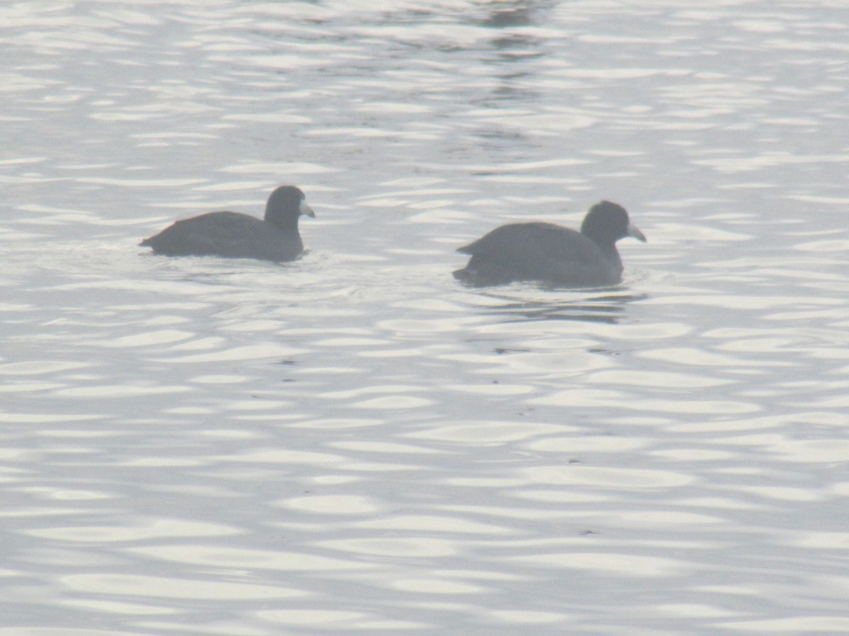 American Coot (Red-shielded) - ML22898711