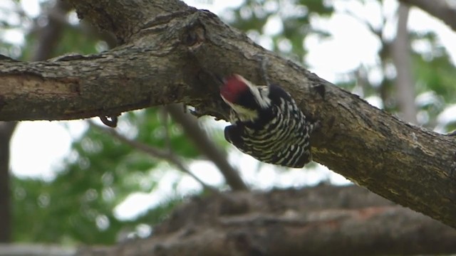 Freckle-breasted Woodpecker - ML228991341