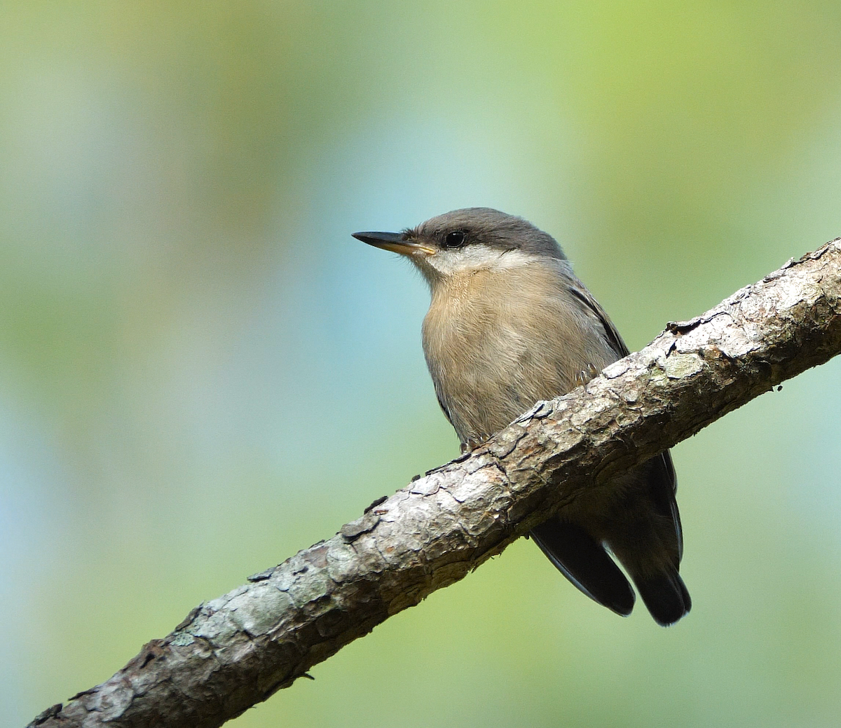 Brown-headed Nuthatch - Chris Chappell