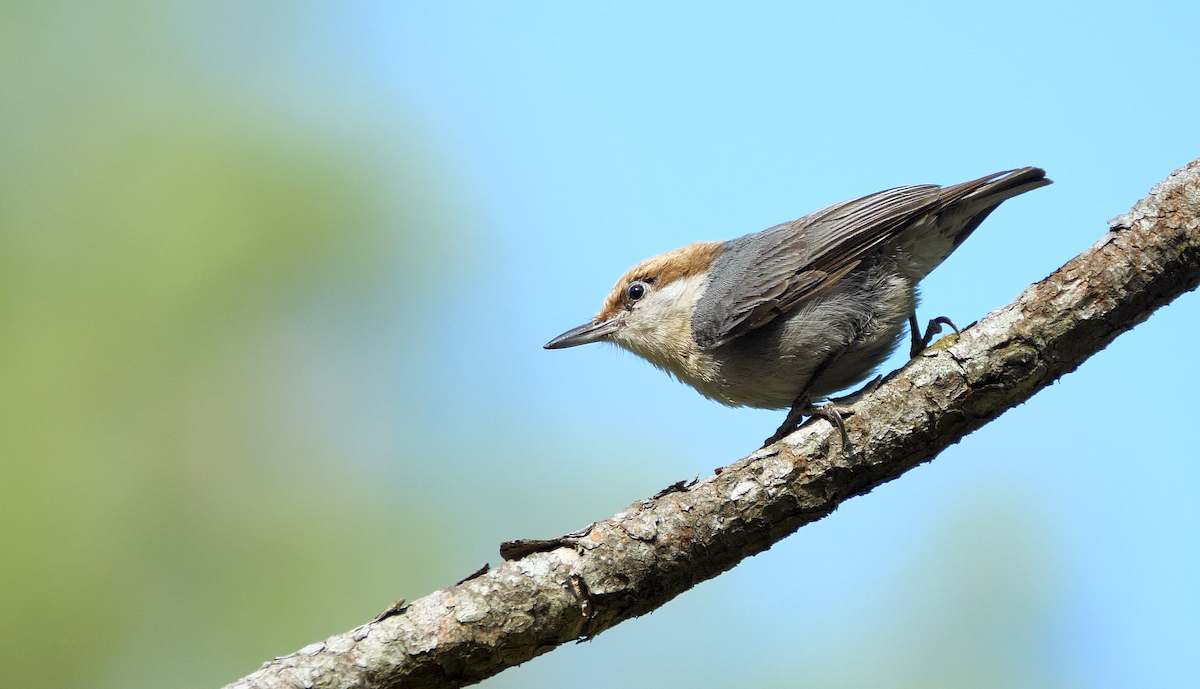 Brown-headed Nuthatch - ML228992061