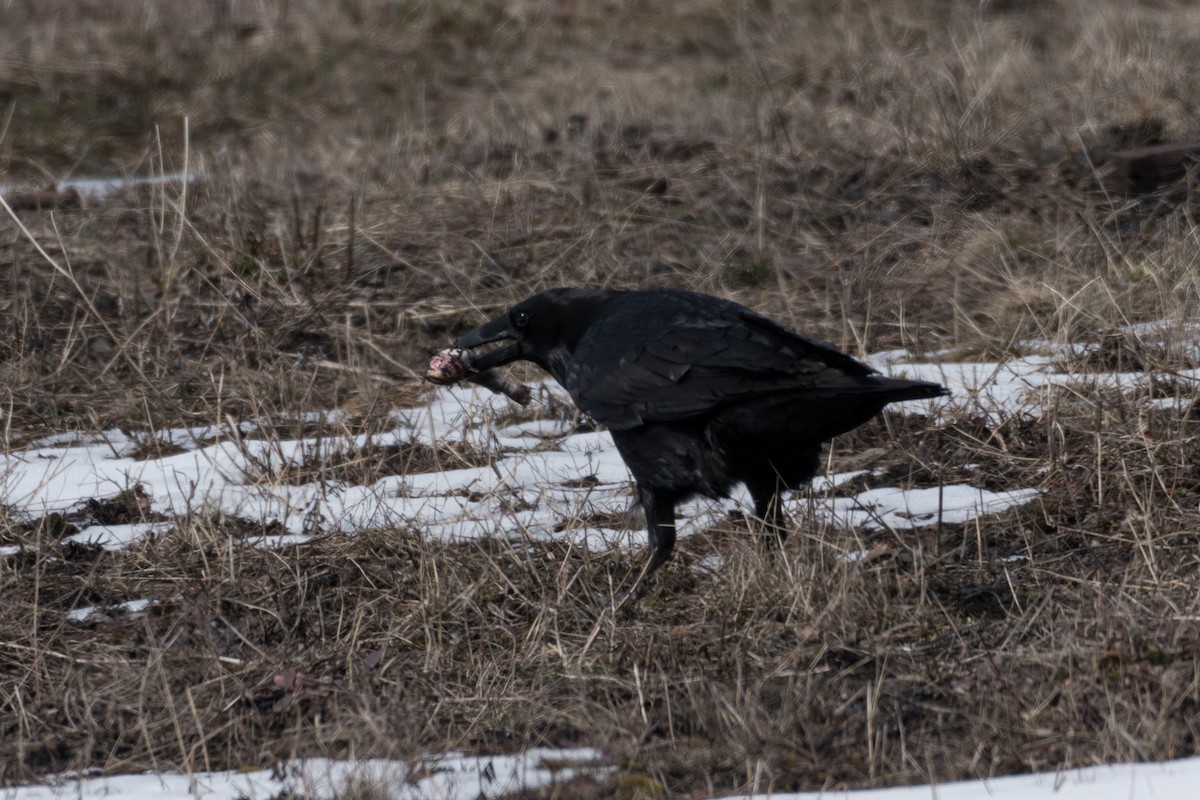Common Raven - Steven McGrath