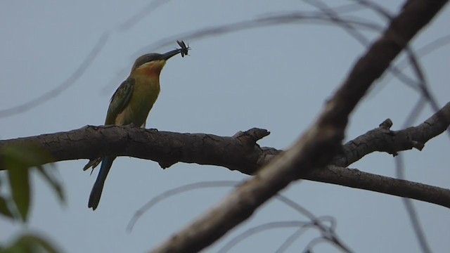 Blue-tailed Bee-eater - ML229000311