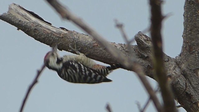 Freckle-breasted Woodpecker - ML229000431