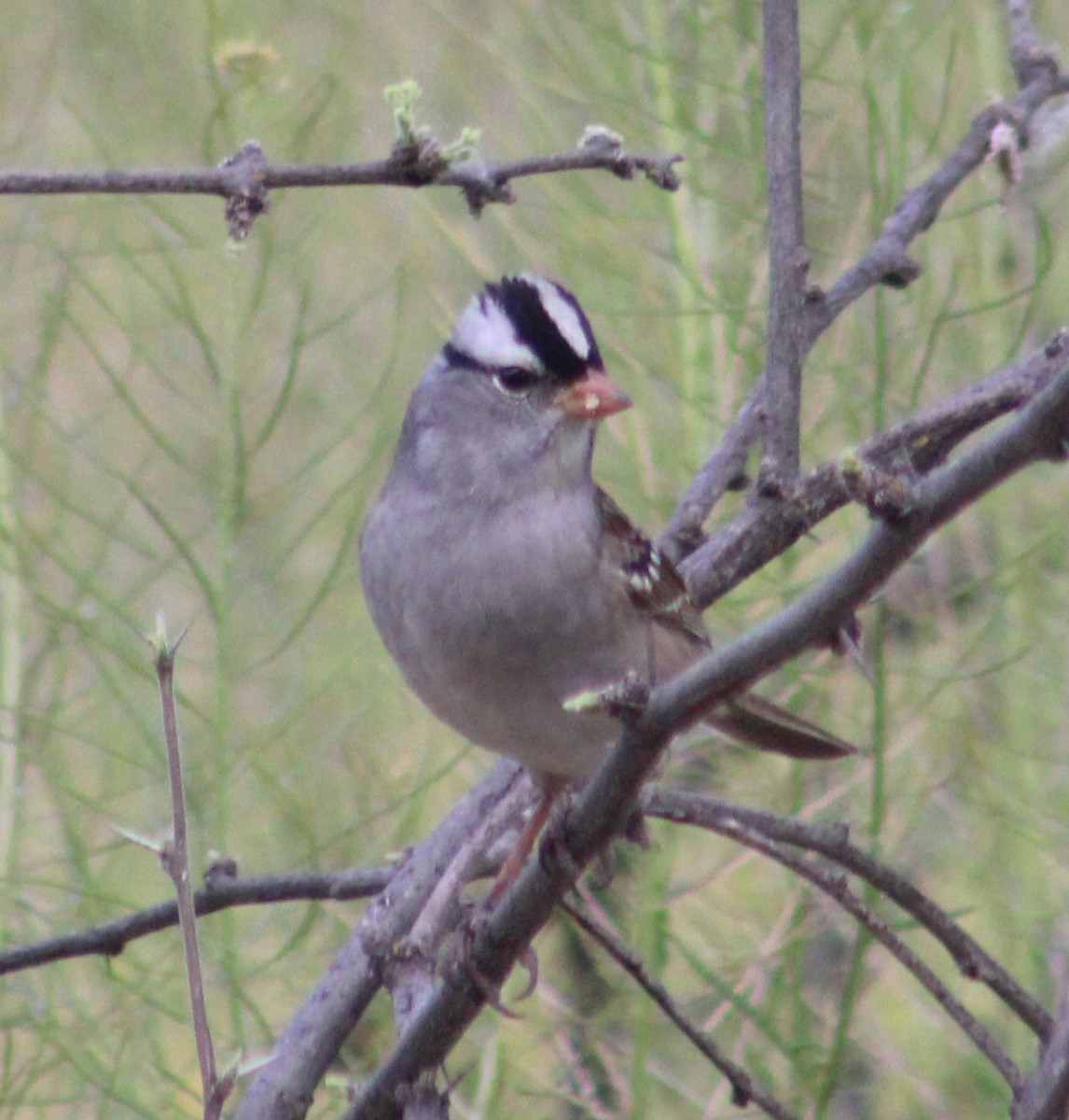 White-crowned Sparrow - Michael Stremciuc