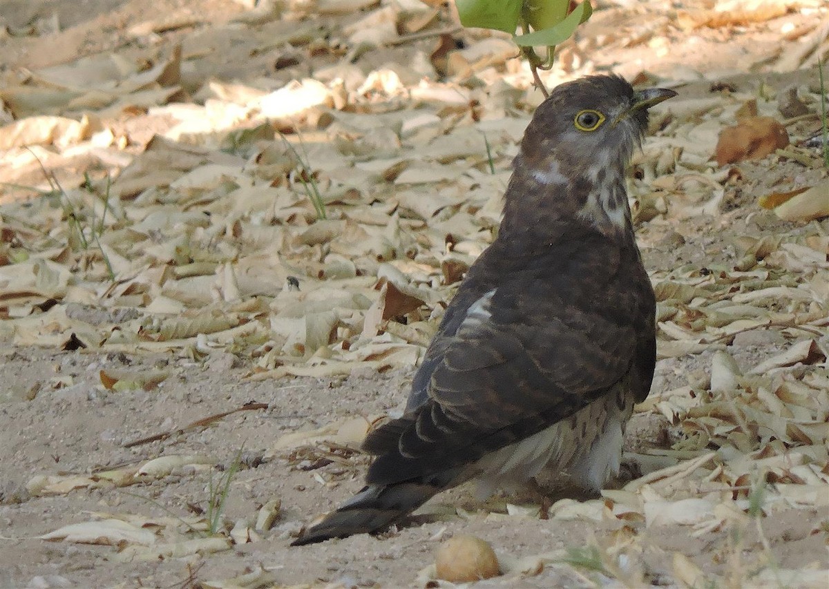 Common Hawk-Cuckoo - Robert Tovey