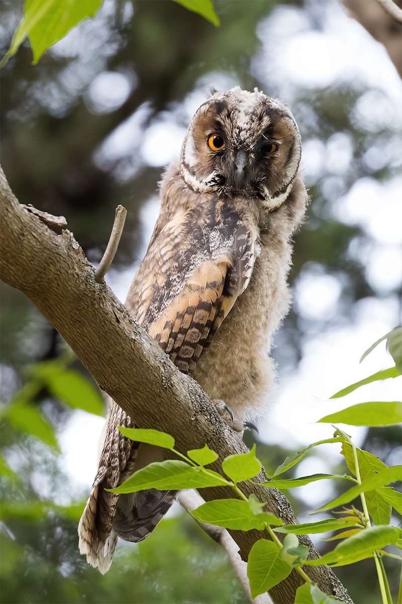 Long-eared Owl - Göktuğ  Güzelbey