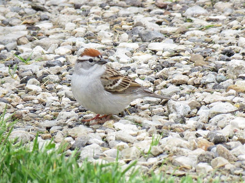 Chipping Sparrow - Tracy The Birder
