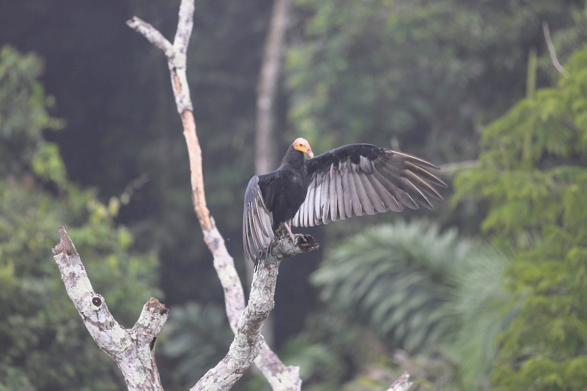 Greater Yellow-headed Vulture - ML229011251