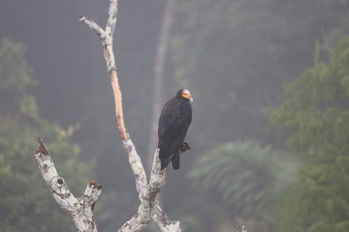 Greater Yellow-headed Vulture - ML229011261