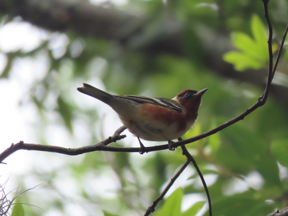 Bay-breasted Warbler - ML229014731