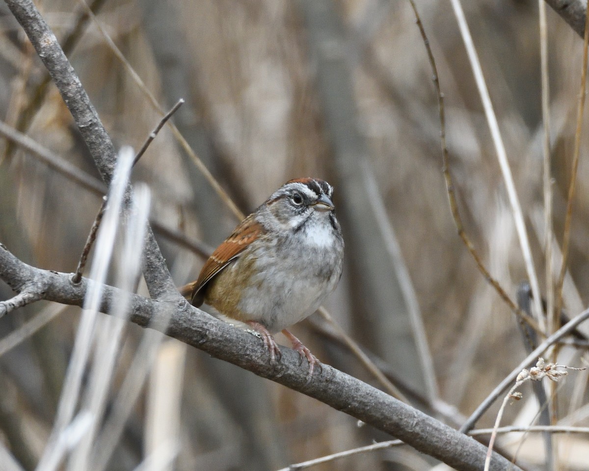 Swamp Sparrow - ML229015041