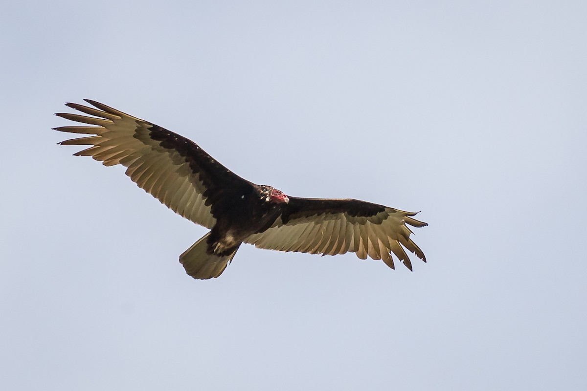 Turkey Vulture - Rolf Simonsson