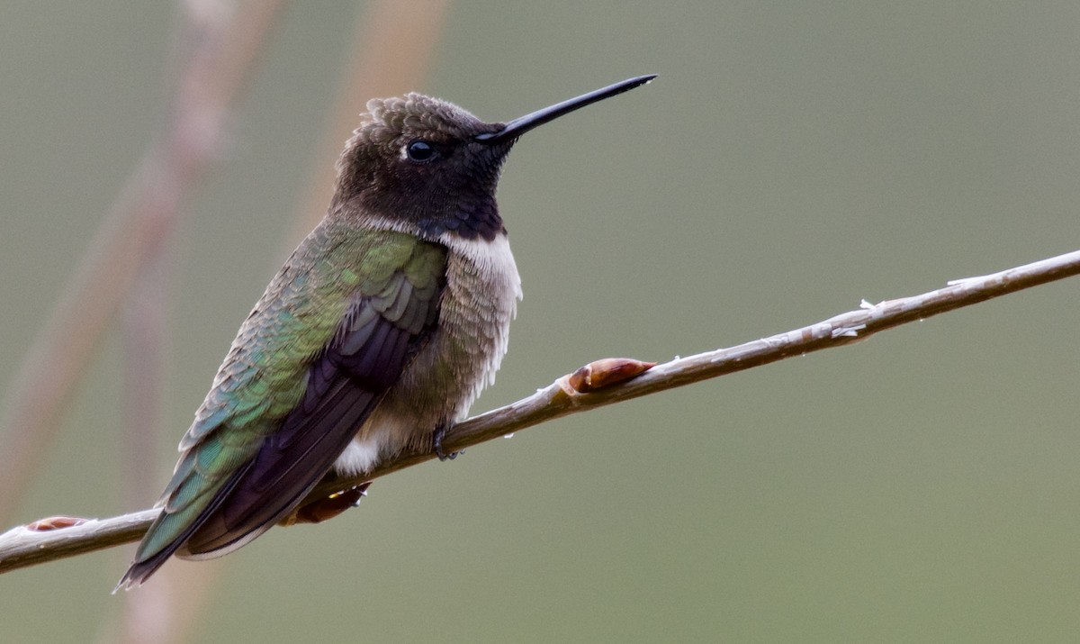 Black-chinned Hummingbird - Trey Rogers
