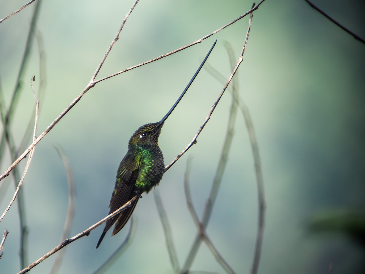 Sword-billed Hummingbird - Nick Athanas