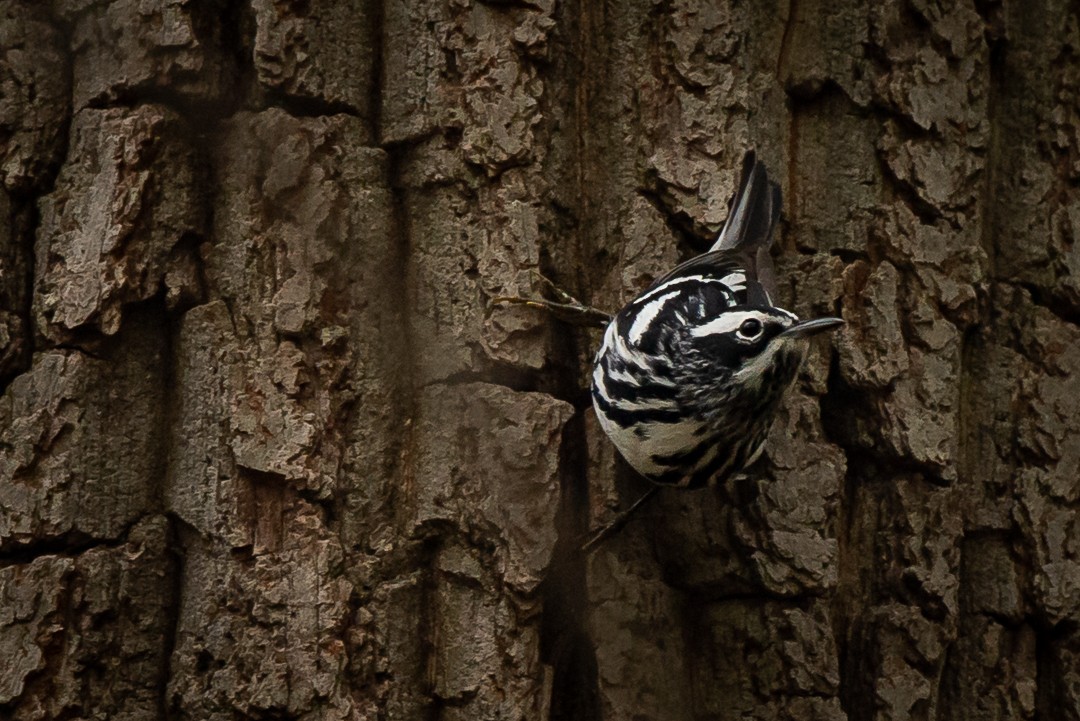 Black-and-white Warbler - ML229032301