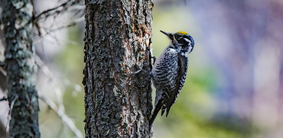 American Three-toed Woodpecker - Glenn Alexon