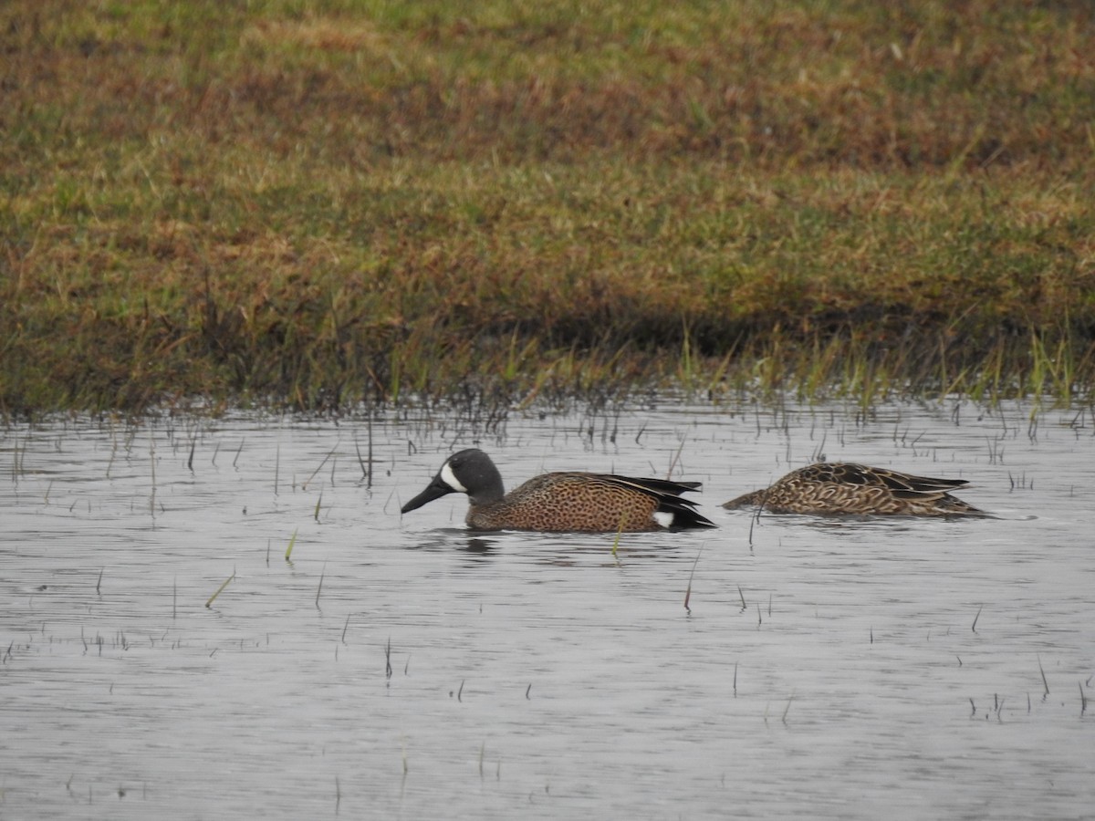 Blue-winged Teal - ML229049441