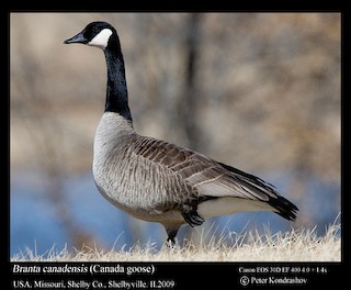 Canada Goose, ML229055351