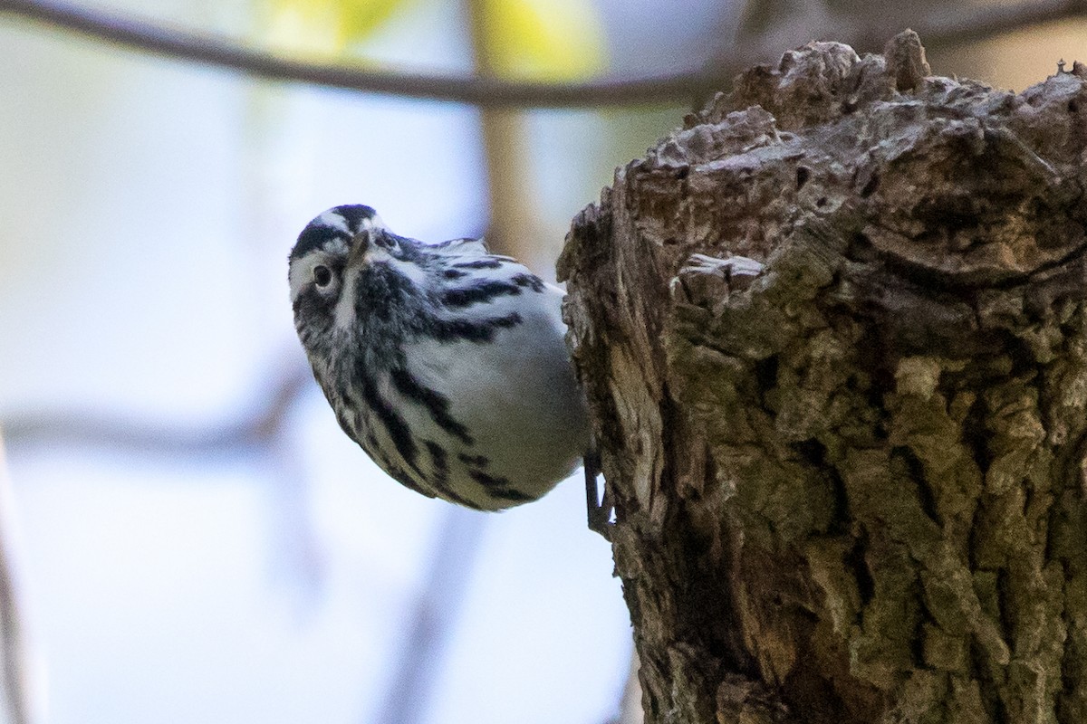 Black-and-white Warbler - ML229055381