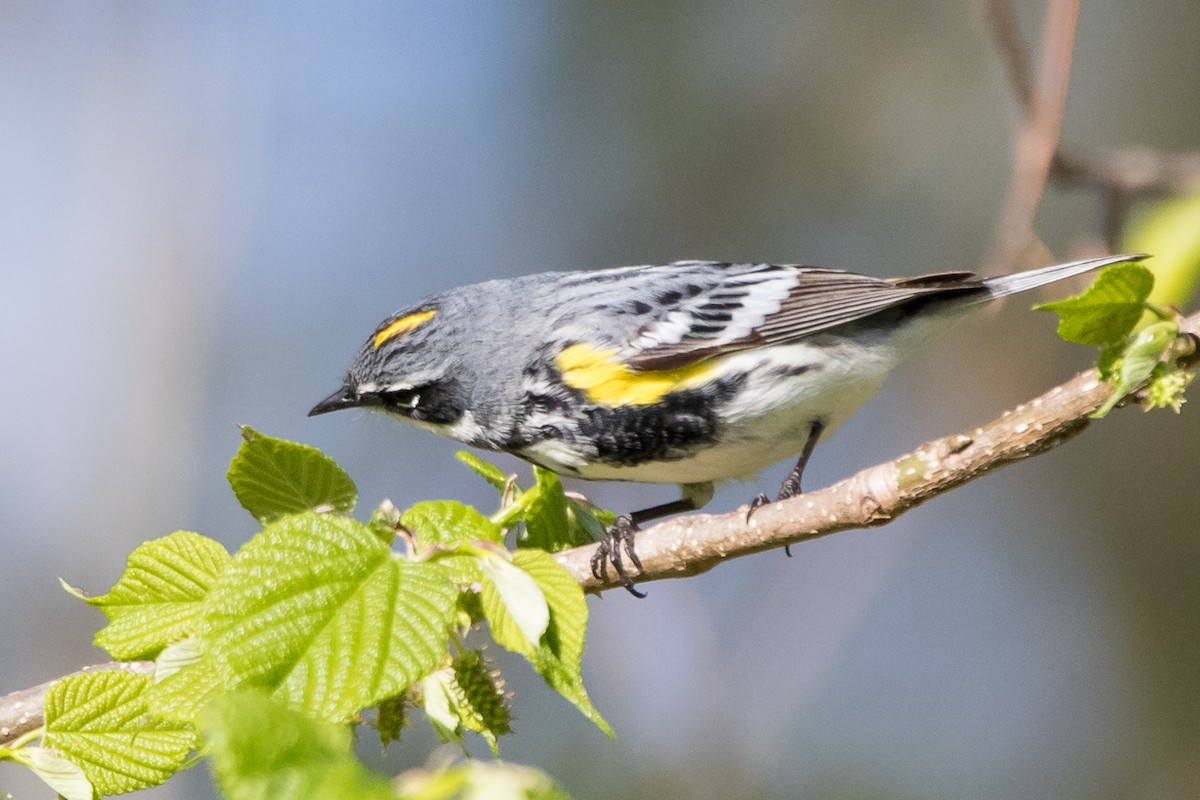 Yellow-rumped Warbler (Myrtle) - ML229055541
