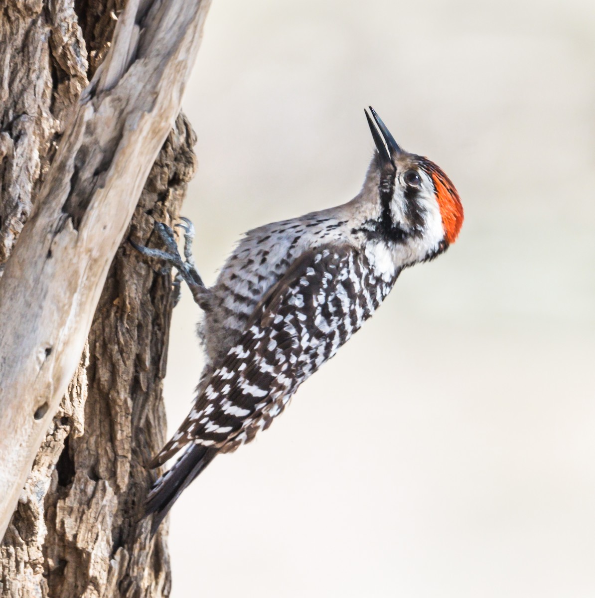 Ladder-backed Woodpecker - Jim Merritt
