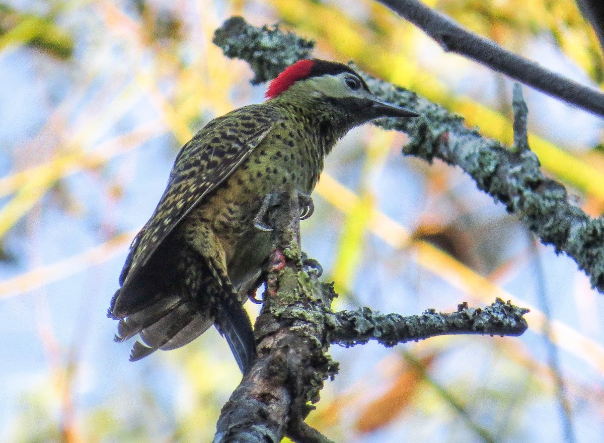 Green-barred Woodpecker - ML229061911