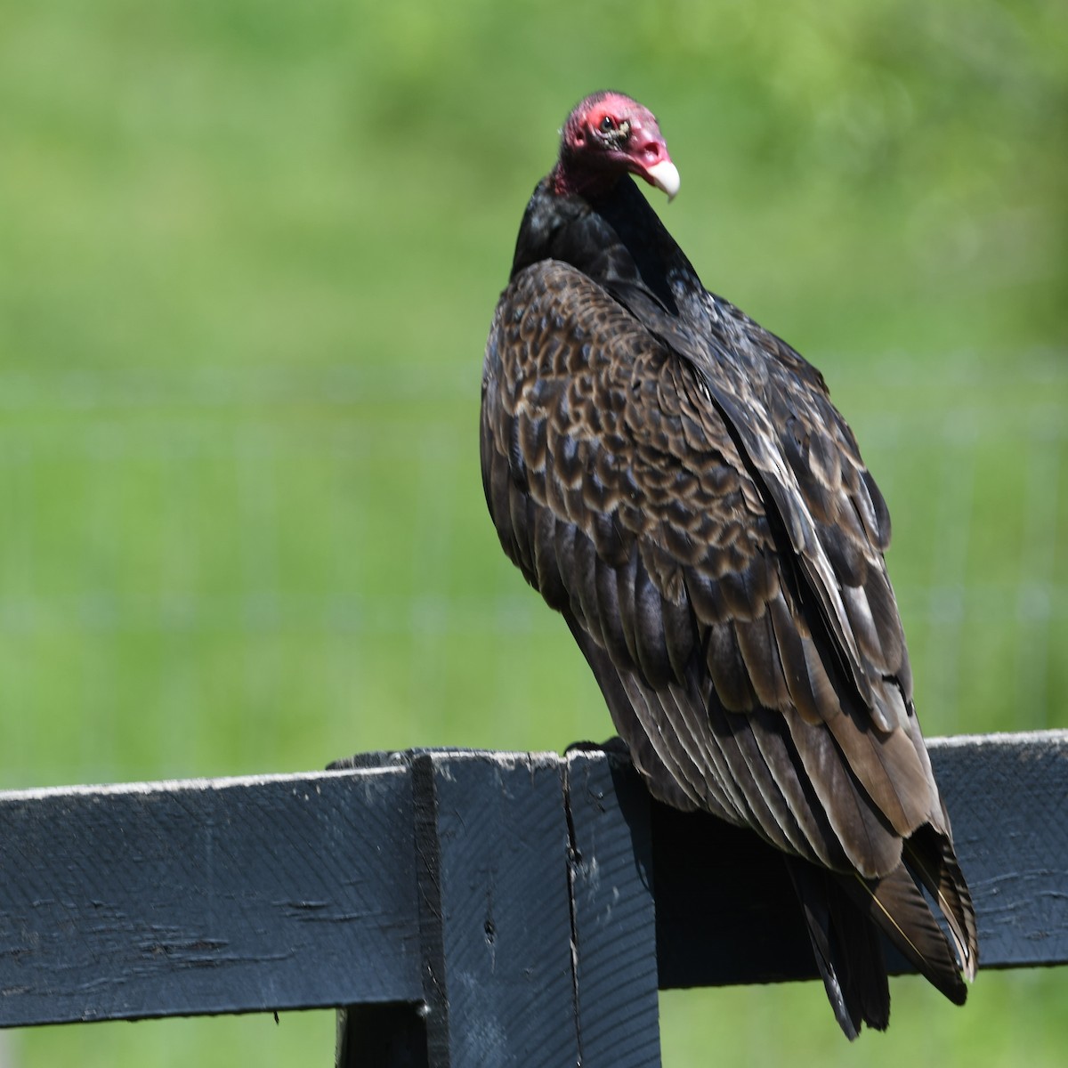 Turkey Vulture - ML229063021