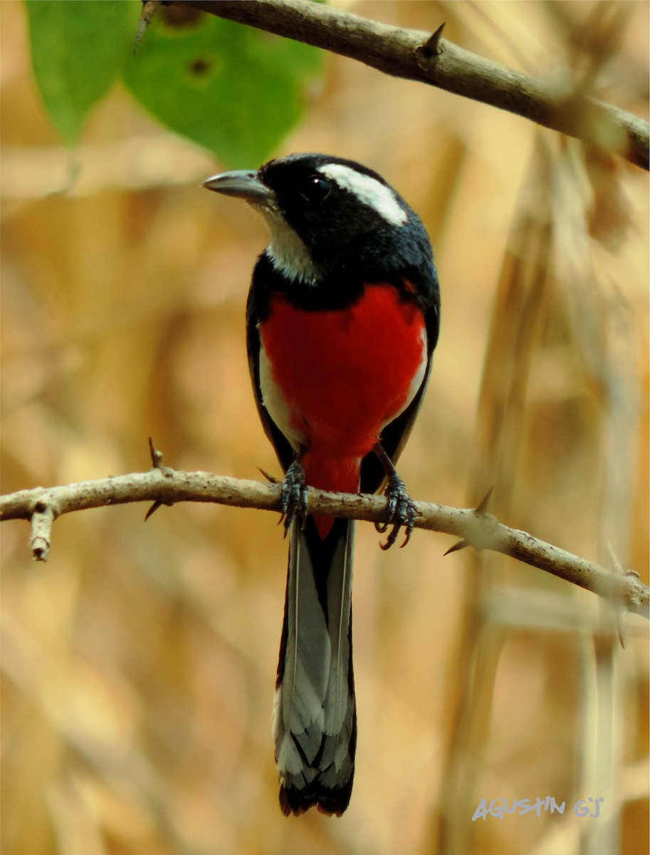 Red-breasted Chat - ML229065201