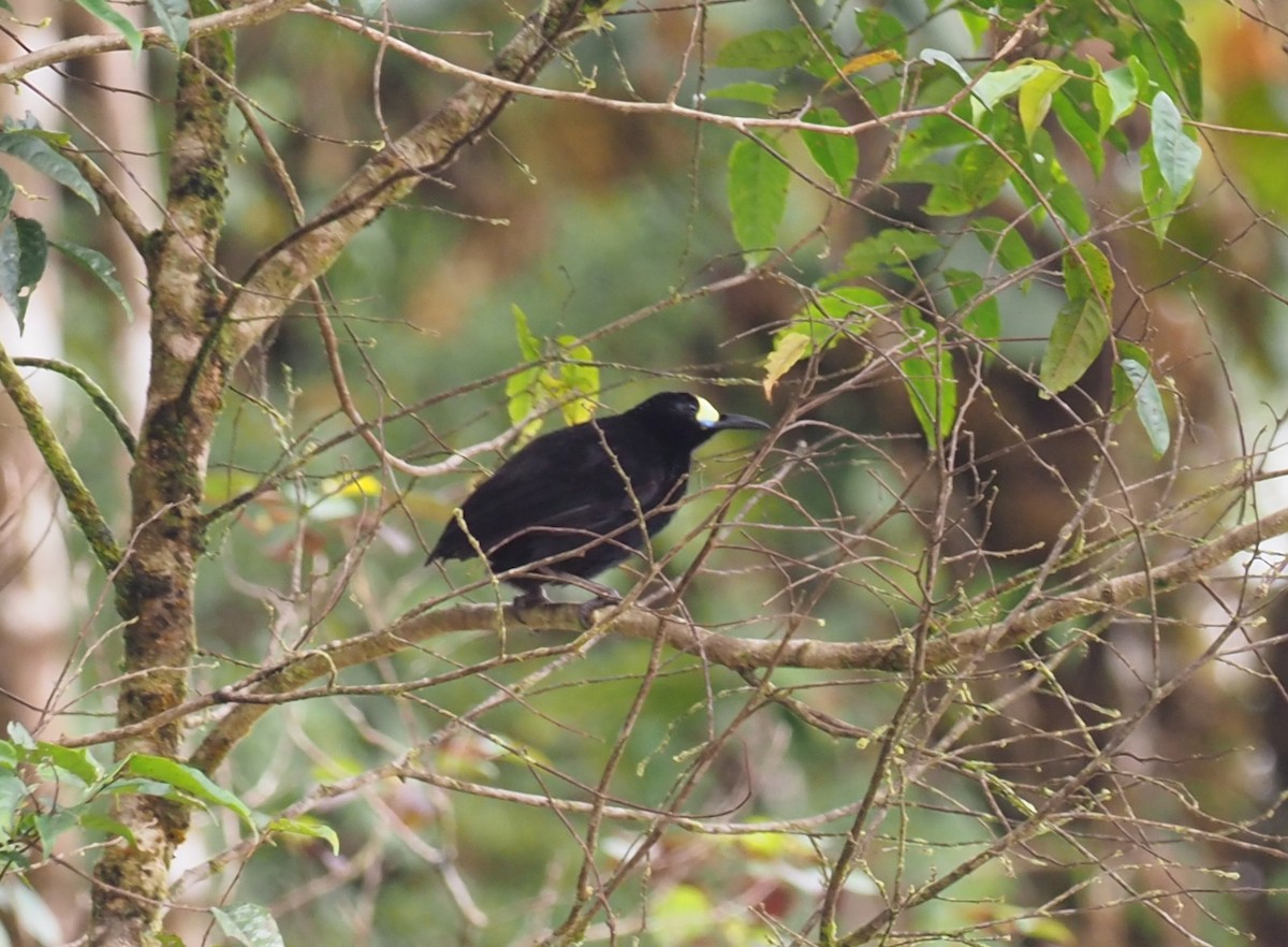 Short-tailed Paradigalla - Stephan Lorenz