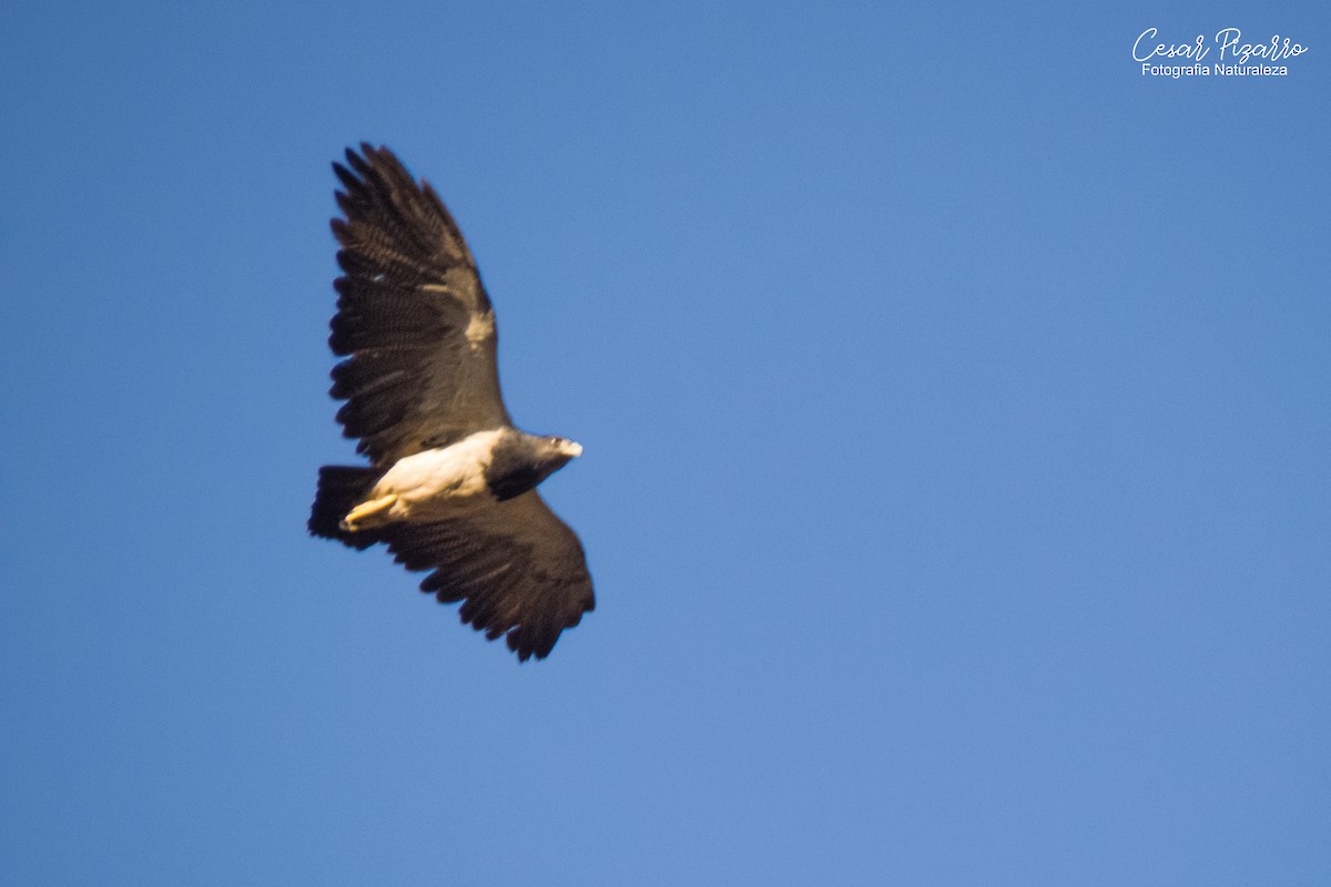 Black-chested Buzzard-Eagle - Cesar Augusto Pizarro Rios