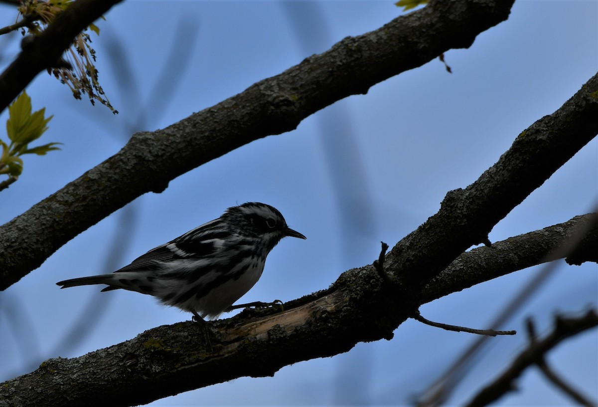 Black-and-white Warbler - Cameron Chevalier